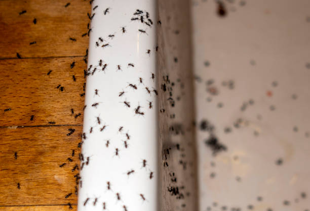 Reliable Wolfe City, TX Pest Control Solutions