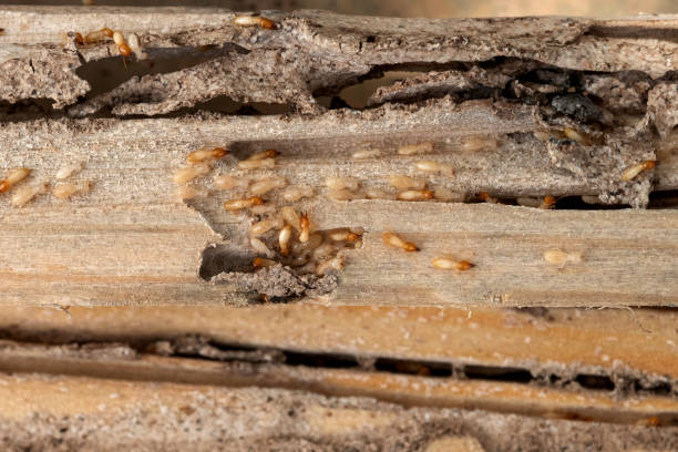 Best Pest Control for Homes  in Wolfe City, TX