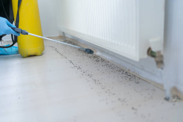 Best Pest Removal Services  in Wolfe City, TX