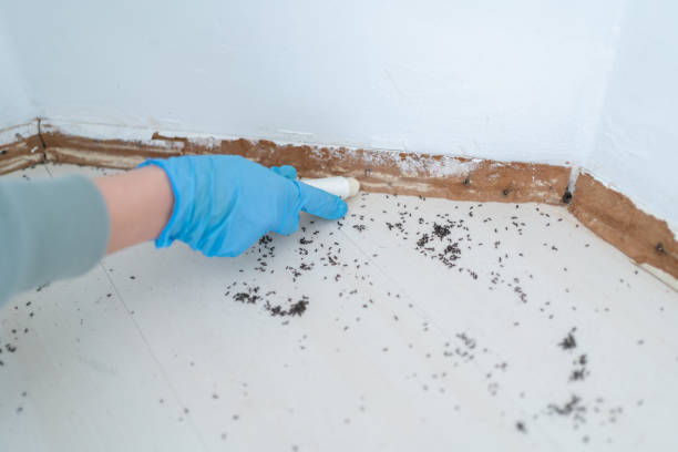 Pest Prevention Services in Wolfe City, TX